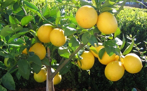 جارویی جادویی برای نابودی درختان لیموترش