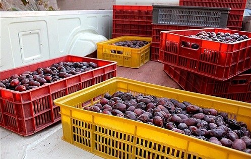 کمبود سردخانه خرمای بوشهر را تهديد میکند