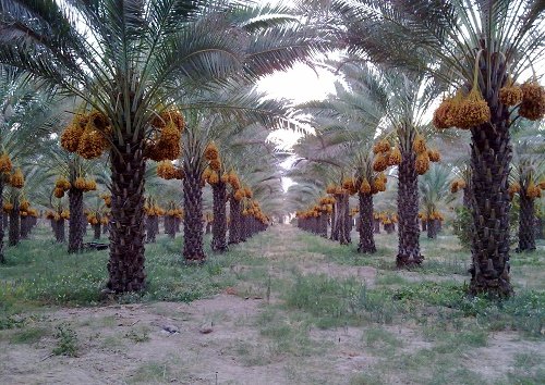 خرمایی که مفت از چنگ باغداران میرود