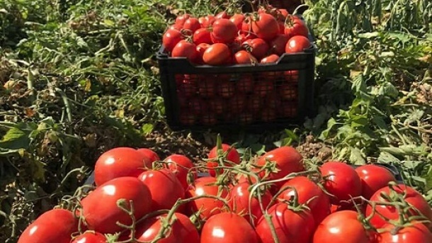 حذف عوارض صادرات گوجه فرنگی از 15 بهمن ماه