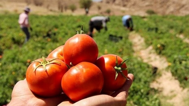 چرا کشاورزان رغبتی به برداشت محصول ندارند؟!