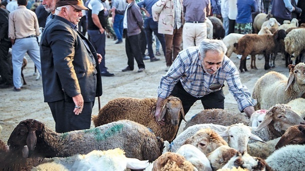 قیمت روز دام زنده اعلام شد 1402/11/23