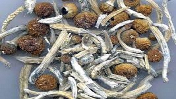 دورهمی شوم 5 دانشجو با قارچ‌های مخدر