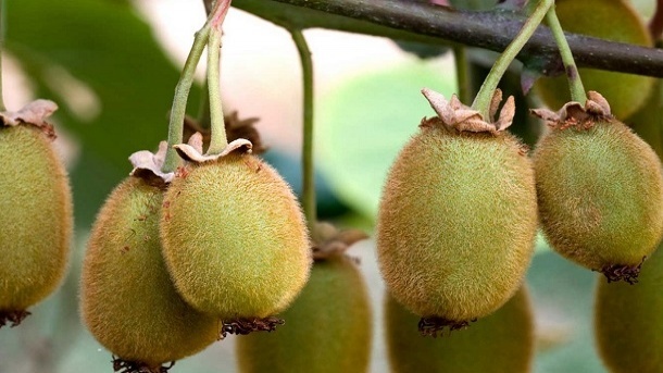 بازار داغ صادرات کیوی به 35 کشور دنیا