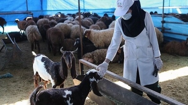 قیمت روز دام زنده در کشور 1402/12/01