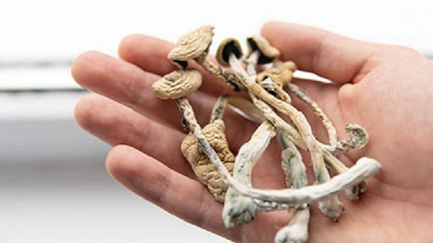 دورهمی های مرگبار با قارچ‌های سحرآمیز