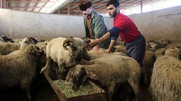 گوشت با چه قیمتی باید عرضه شود؟