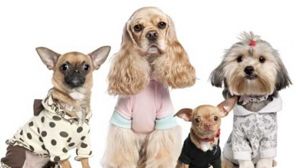 هزینه های عجیب برای نگهداری سگ!