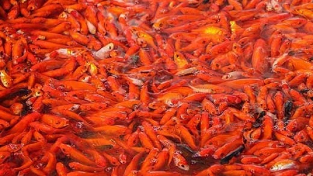 این ماهی قرمزها را نخرید!