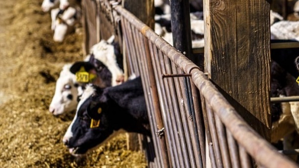 قیمت روز دام زنده امروز پنجشنبه 1402/12/24