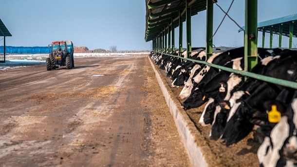 قیمت جدید دام زنده در کشور 1403/01/15