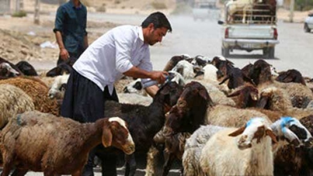 قیمت دام زنده اعلام شد