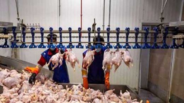 ترفند عجیب مغازه داران برای گرانفروشی مرغ