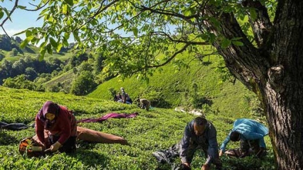 نرخ خرید تضمینی برگ سبز چای اعلام شد