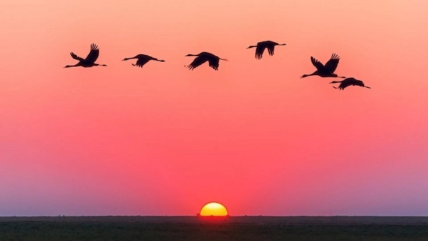 پرندگان هنگام پرواز بر فراز اقیانوس‌ها کجا استراحت می‌کنند؟