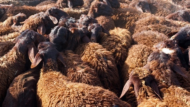 قیمت جدید دام زنده در کشور 1403/01/27