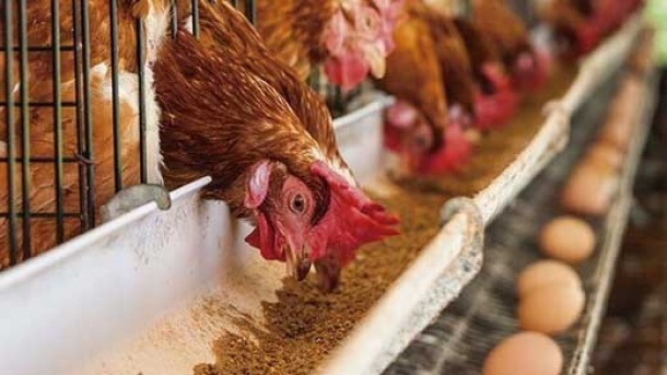 قیمت تخم مرغ زیر نرخ مصوب