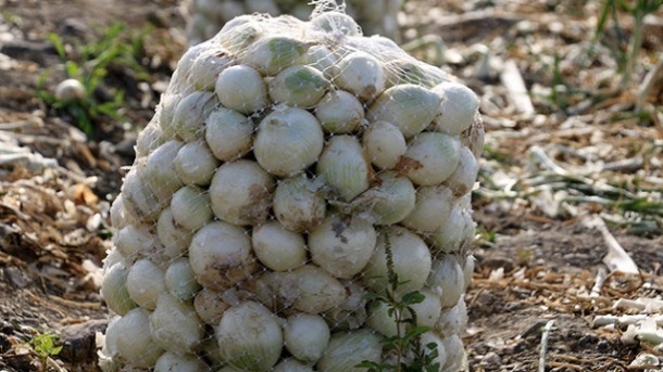 علت نوسان شدید قیمت پیاز