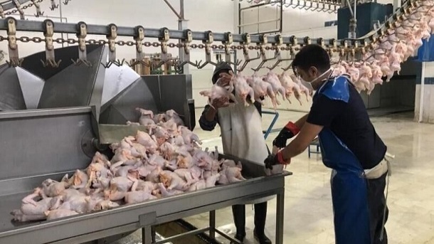 صادرات 5 هزار تن مرغ به عراق در روزهای آینده