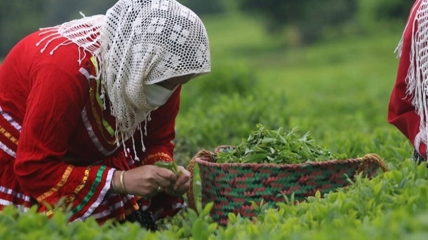 خرید تضمینی برگ سبز چای 18 هزار تومان است