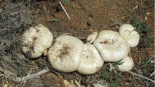 مراقب این قارچ ها باشید