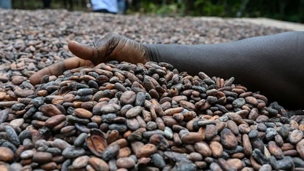 نوسان قیمت جهانی کاکائو