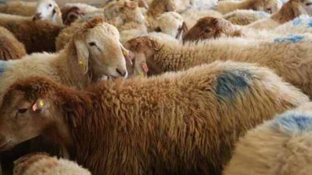 قیمت دام زنده چند؟