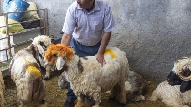 قیمت روز دام زنده در کشور اعلام شد