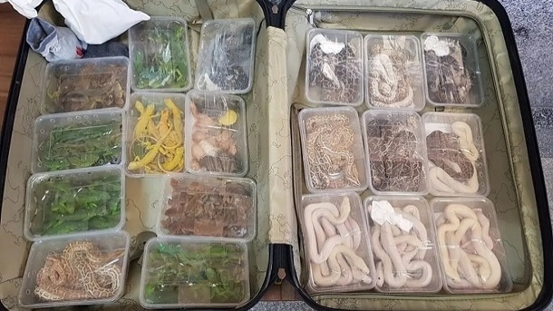 کشـف چمدانی با 120 مار و مارمولک خارجی