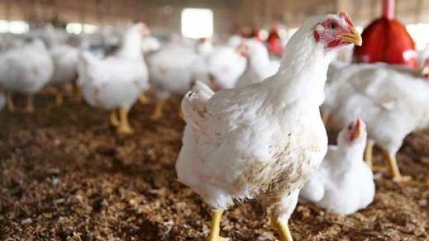 قیمت مرغ زنده در بازار اعلام شد