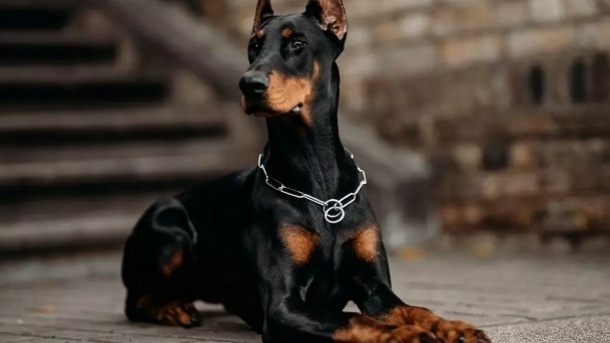 بازار فروش سگ های نگهبان در کشور