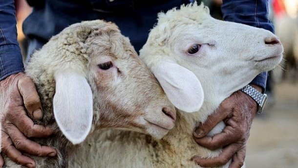 ۷ توصیه دامپزشکی برای ذبح دام عید قربان