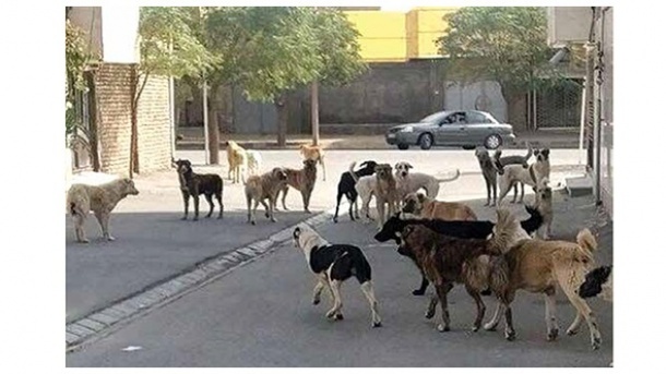 کمین وحشتناک سگ‌های ولگرد