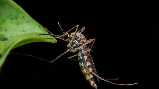 پشهها چه رنگی را برای نیش زدن دوست دارند؟