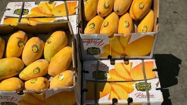 قاچاق انبه از پاکستان به ایران در ازای سوخت؟!