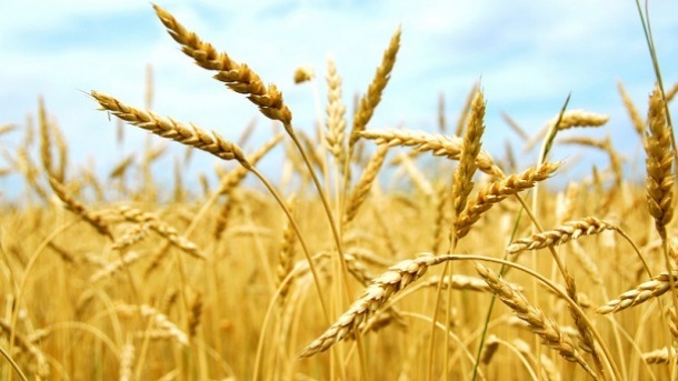 قیمت جدید گندم اعلام شد