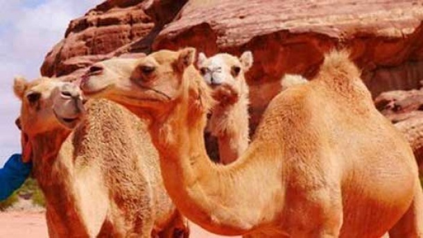 قیمت شتر چند؟