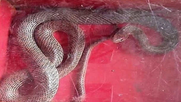 وحشت از مار 3 متری در عجب شیر