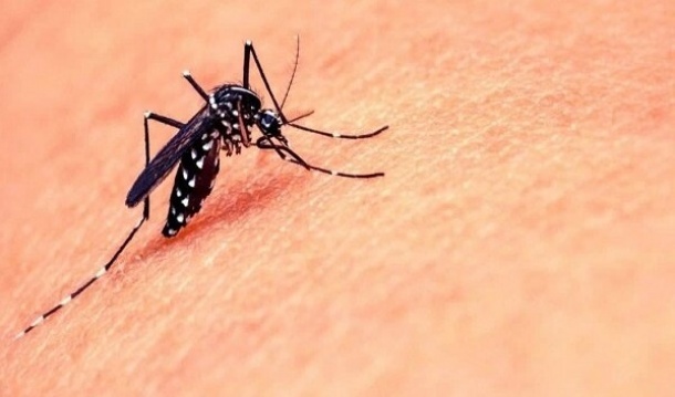 تب دنگی چند روز طول میکشد؟/ علائم گزش پشه آئدس