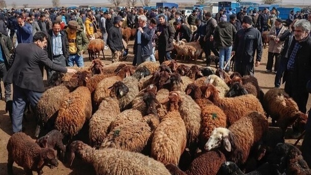 قیمت روز دام زنده در سراسر کشور 1403/05/03