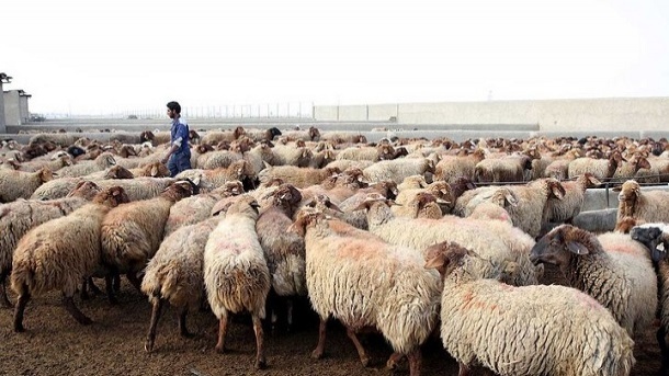 قیمت جدید دام زنده اعلام شد