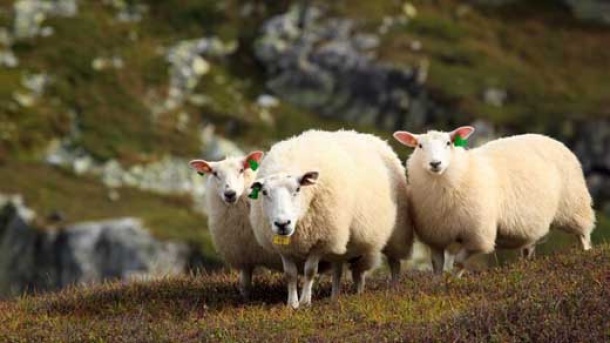 قیمت دام زنده در بازار امروز