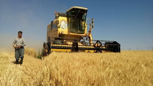 نرخ خرید تضمینی گندم اعلام شد
