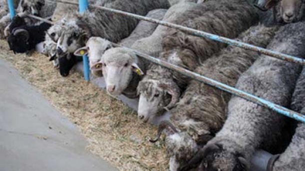 قیمت دام زنده در بازار امروز