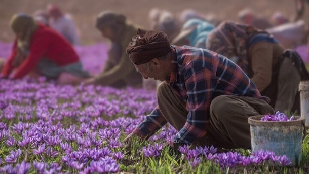 معرفی شهرها و روستاهای زعفران خيز کشور
