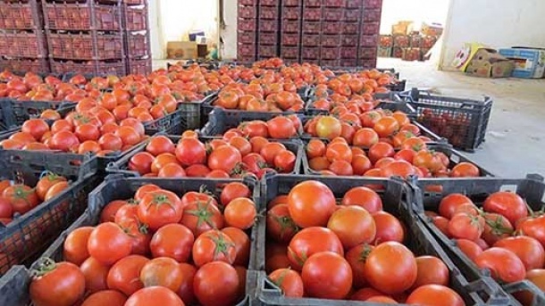 صادرات گوجه یکشبه ممنوع شد