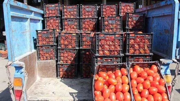 گوجه فرنگی ارزان میشود