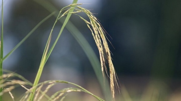 جریان سموم بی‌کیفیت در ساقه‌های برنج ایرانی