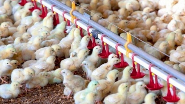 سقوط قیمت عجیب جوجه یکروزه