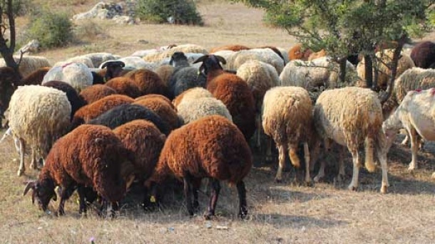 قیمت دامزنده امروز ۵ دی ۱۴۰۳ اعلام شد